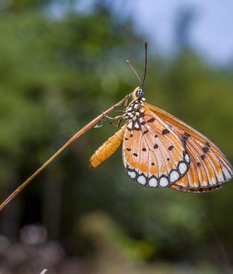 Ultimate Guide to Jungle Trekking Thailand: Explore Nature’s Wonders