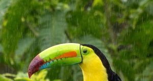 Discover the Best Rainforest Lodges in Costa Rica for Your Escape