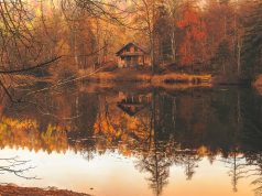 Discover Your Dream Getaway: Enchanting Forest Cabins Await!