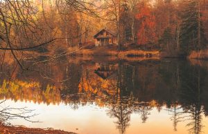 Discover Your Dream Getaway: Enchanting Forest Cabins Await!