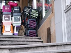 Discover Unique Container Homes: Your Next Travel Adventure Awaits!