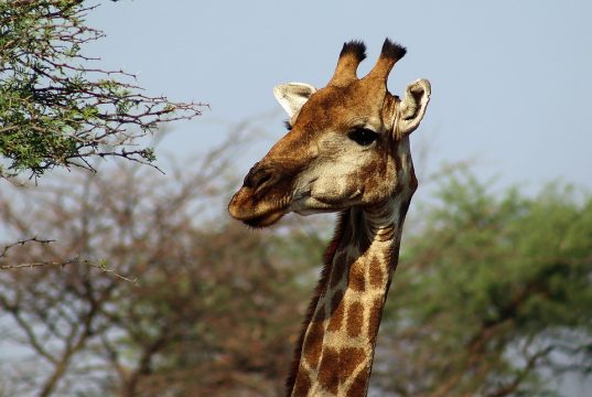 Top 10 Safari Lodges for an Unforgettable Wildlife Adventure