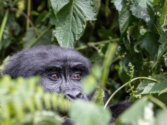 Discover the Best Jungle Retreats for an Unforgettable Escape