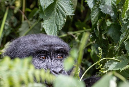 Discover the Best Jungle Retreats for an Unforgettable Escape