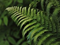 Unforgettable Ziplining in the Rainforest: A Thrilling Adventure