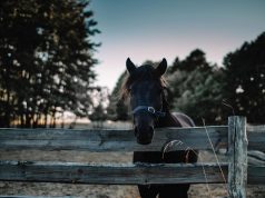Discover the Best Farm Stays: Unique Getaways for Nature Lovers