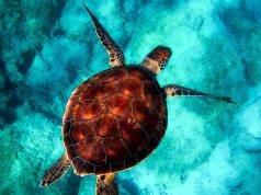 Unforgettable Adventures: Snorkeling with Turtles Around the World