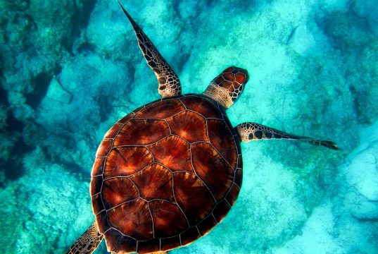 Unforgettable Adventures: Snorkeling with Turtles Around the World