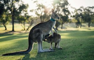 Top 7 Unforgettable Outback Road Trips in Australia You Must Try