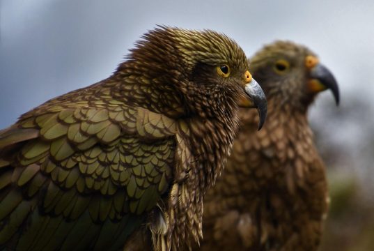 Unforgettable Vineyard Stays in New Zealand: Wine Country Escapes