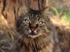 Discover the Most Charming Towns in Switzerland You Must Visit