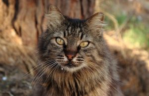 Discover the Most Charming Towns in Switzerland You Must Visit