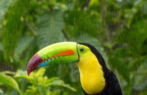 Discover the Best Rainforest Lodges in Costa Rica for Your Escape