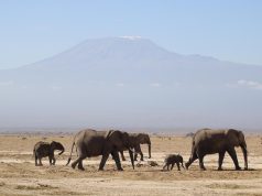 Top 10 Safari Lodges in Kenya: Unforgettable Wildlife Experiences