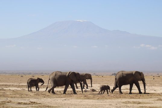 Top 10 Safari Lodges in Kenya: Unforgettable Wildlife Experiences