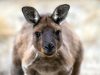 Discover Nature Walks in Kangaroo Island: A Wildlife Adventure
