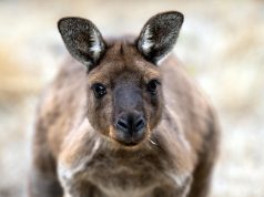 Discover Nature Walks in Kangaroo Island: A Wildlife Adventure