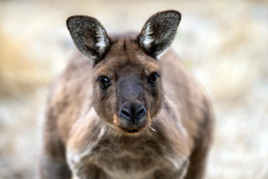 Discover Nature Walks in Kangaroo Island: A Wildlife Adventure