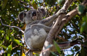 Discover Top Rainforest Escapes in Queensland for Your Next Adventure