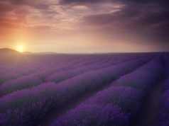 Discover Enchanting Countryside Escapes in Provence: Your Ultimate Guide