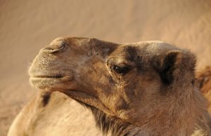 Ultimate Travel Guide to Morocco: Discover Hidden Gems & Tips