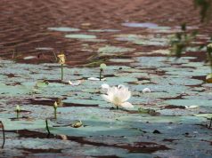 Top Wildlife Trips in Sri Lanka: Discover Nature’s Wonders