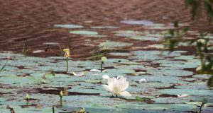 Top Wildlife Trips in Sri Lanka: Discover Nature’s Wonders