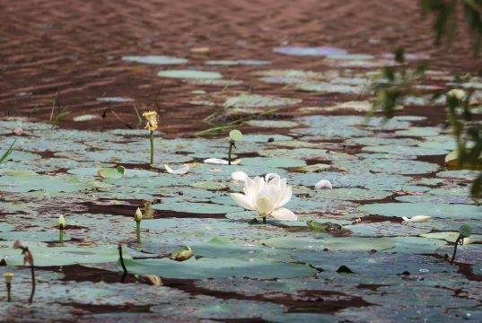 Top Wildlife Trips in Sri Lanka: Discover Nature’s Wonders