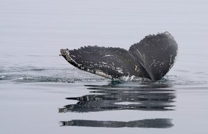 Unforgettable Whale Watching in Kaikoura: A Complete Guide