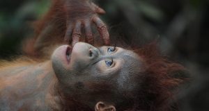 Discover the Top Jungle Lodges in Borneo for an Unforgettable Adventure