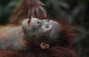 Discover the Top Jungle Lodges in Borneo for an Unforgettable Adventure