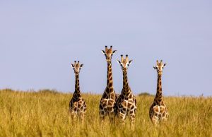 Discover the Best National Parks in Uganda: A Ultimate Travel Guide