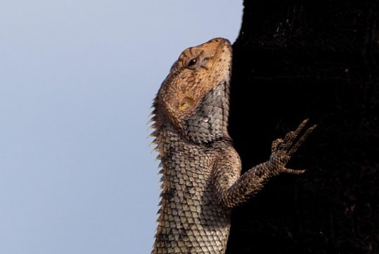Top 10 Diving Spots in Mauritius: A Diver’s Paradise Awaits!