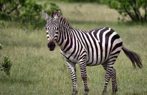 Discover the Best Safari Lodges in Kenya for Your Next Adventure