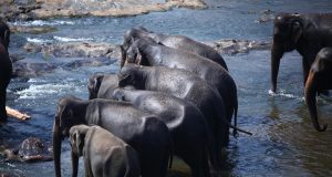 Unforgettable Wildlife Trips in Sri Lanka: Explore Nature’s Wonders