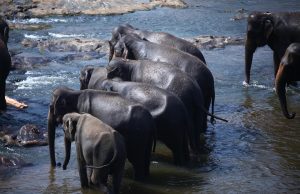 Unforgettable Wildlife Trips in Sri Lanka: Explore Nature’s Wonders