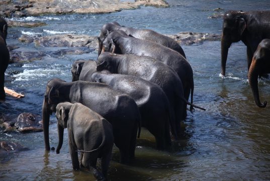Unforgettable Wildlife Trips in Sri Lanka: Explore Nature’s Wonders