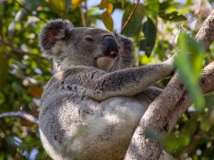 Top 5 Rainforest Escapes in Queensland You Can’t Miss!