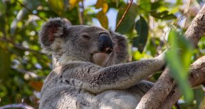 Top 5 Rainforest Escapes in Queensland You Can’t Miss!