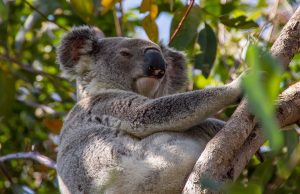 Top 5 Rainforest Escapes in Queensland You Can’t Miss!