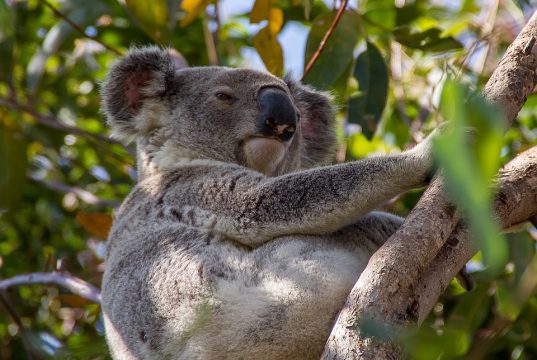 Top 5 Rainforest Escapes in Queensland You Can’t Miss!