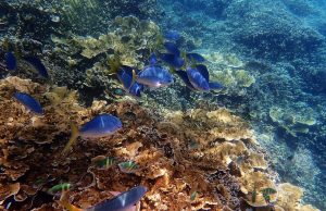 Unforgettable Great Barrier Reef Adventures: Explore Underwater Wonders