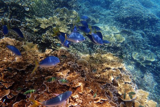 Unforgettable Great Barrier Reef Adventures: Explore Underwater Wonders