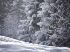 Discover the Best Vineyard Stays in New Zealand: A Travel Guide