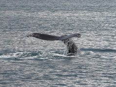Unforgettable Whale Watching in Kaikoura: A Traveler’s Guide