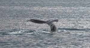 Unforgettable Whale Watching in Kaikoura: A Traveler’s Guide