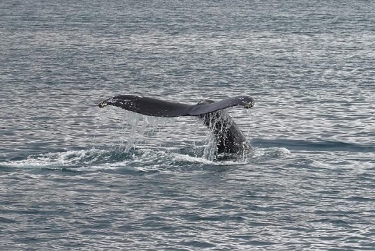 Unforgettable Whale Watching in Kaikoura: A Traveler’s Guide